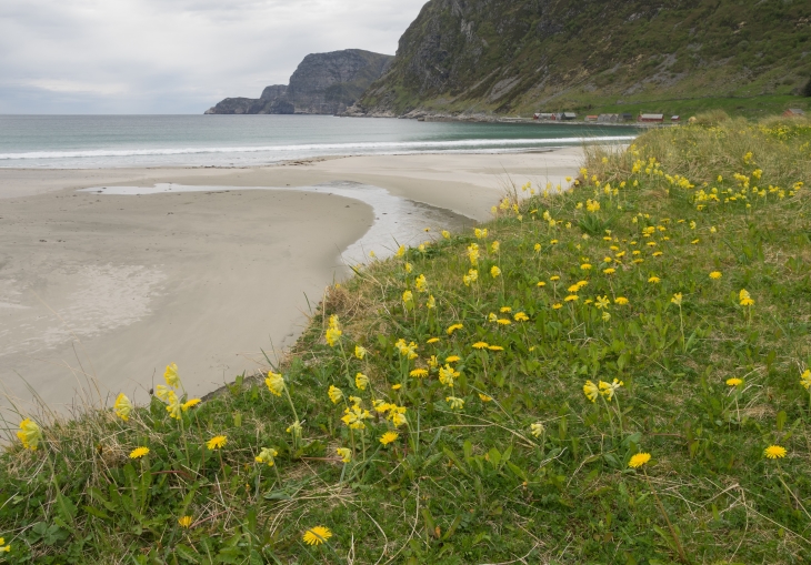 Havet som slår inn mot ei strand og grøn vegetasjon med gule blomstrar i bakken