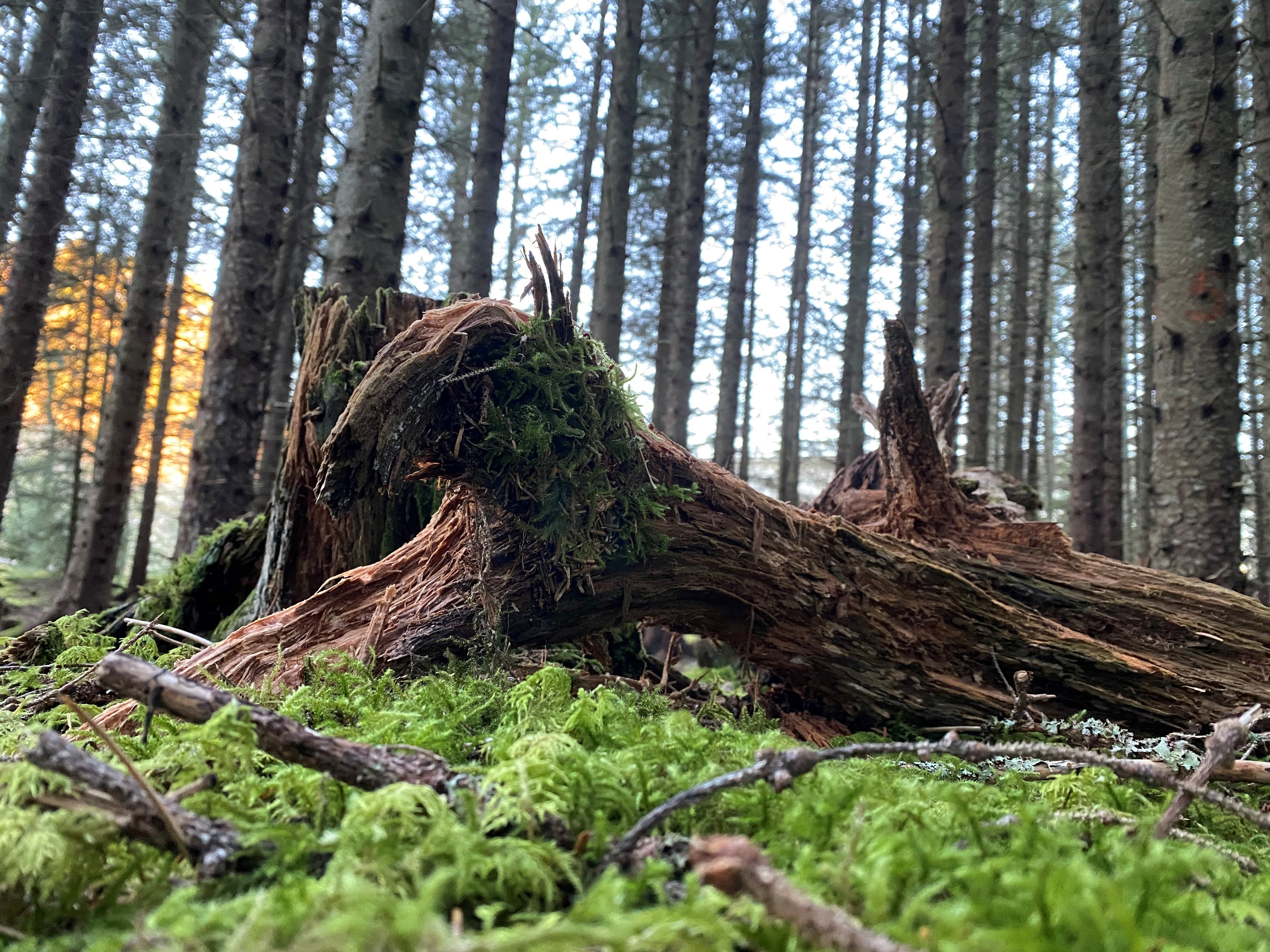 Illustrasjonsbilde av råtten stubbe foran granstammer
