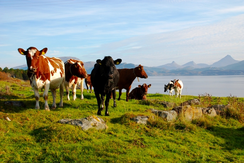 Beiting er viktig for å opprettholde biologisk mangfold og hindre gjengroing.