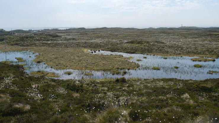 myrlandskap med mose og opne felt med vatn under grå himmel
