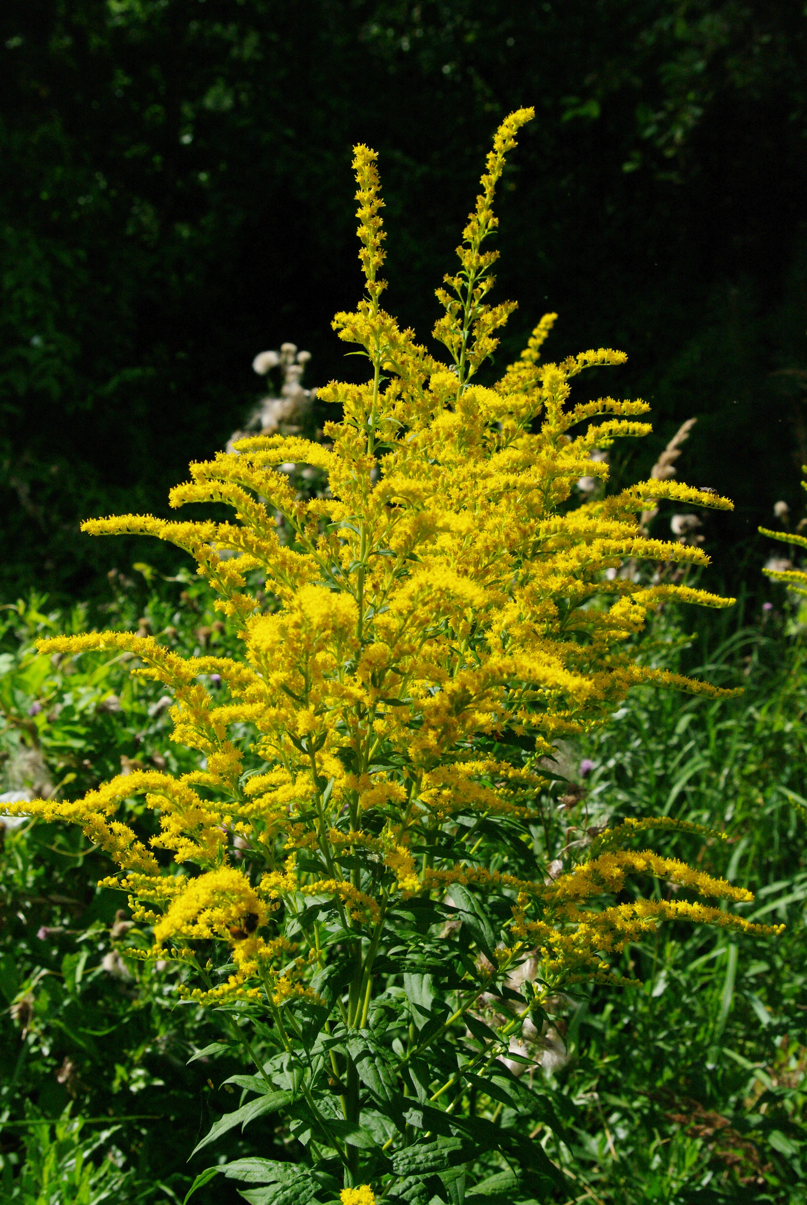 Kanadagullris i blomst