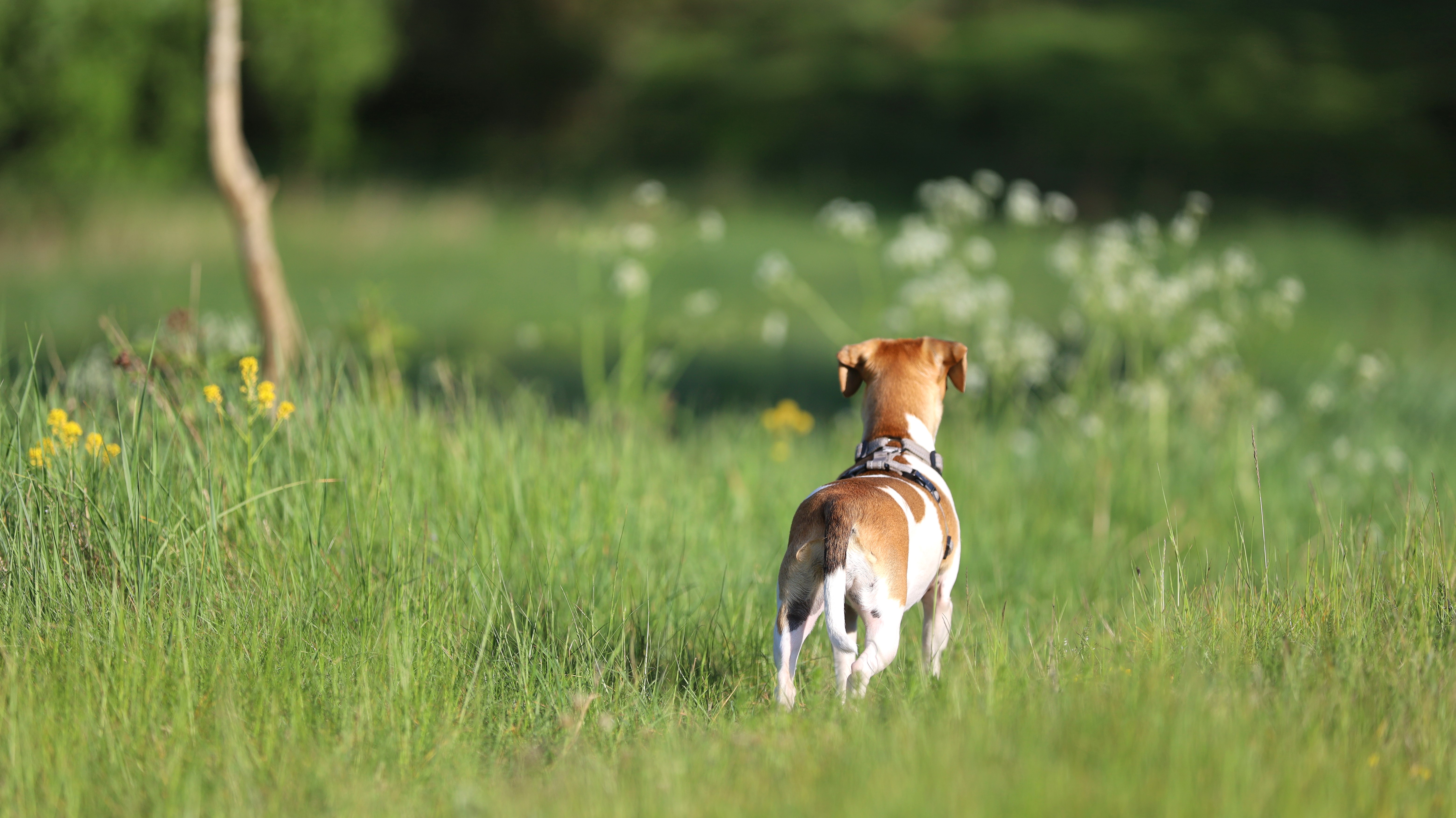 Bilde som viser grønt gress, blomster, hund