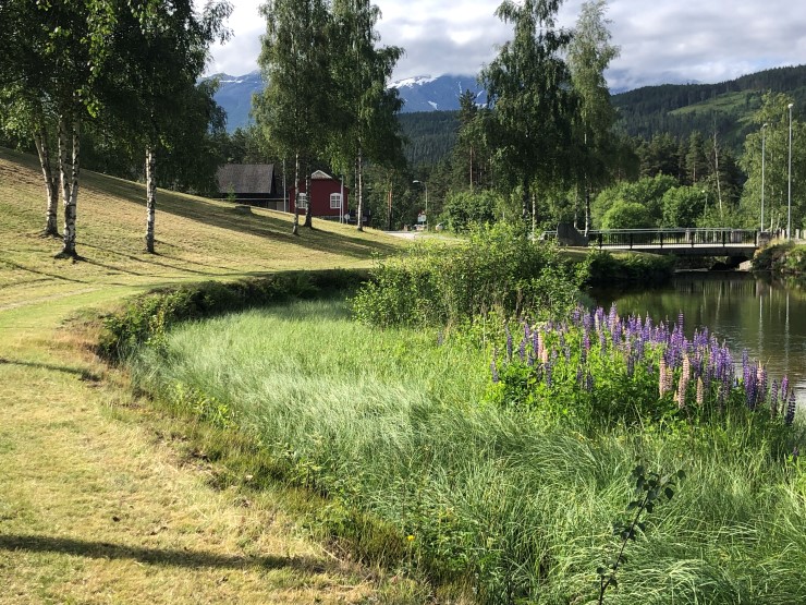 lupiner veks ut i elva langs ein sti langs ein veg i vårstemning