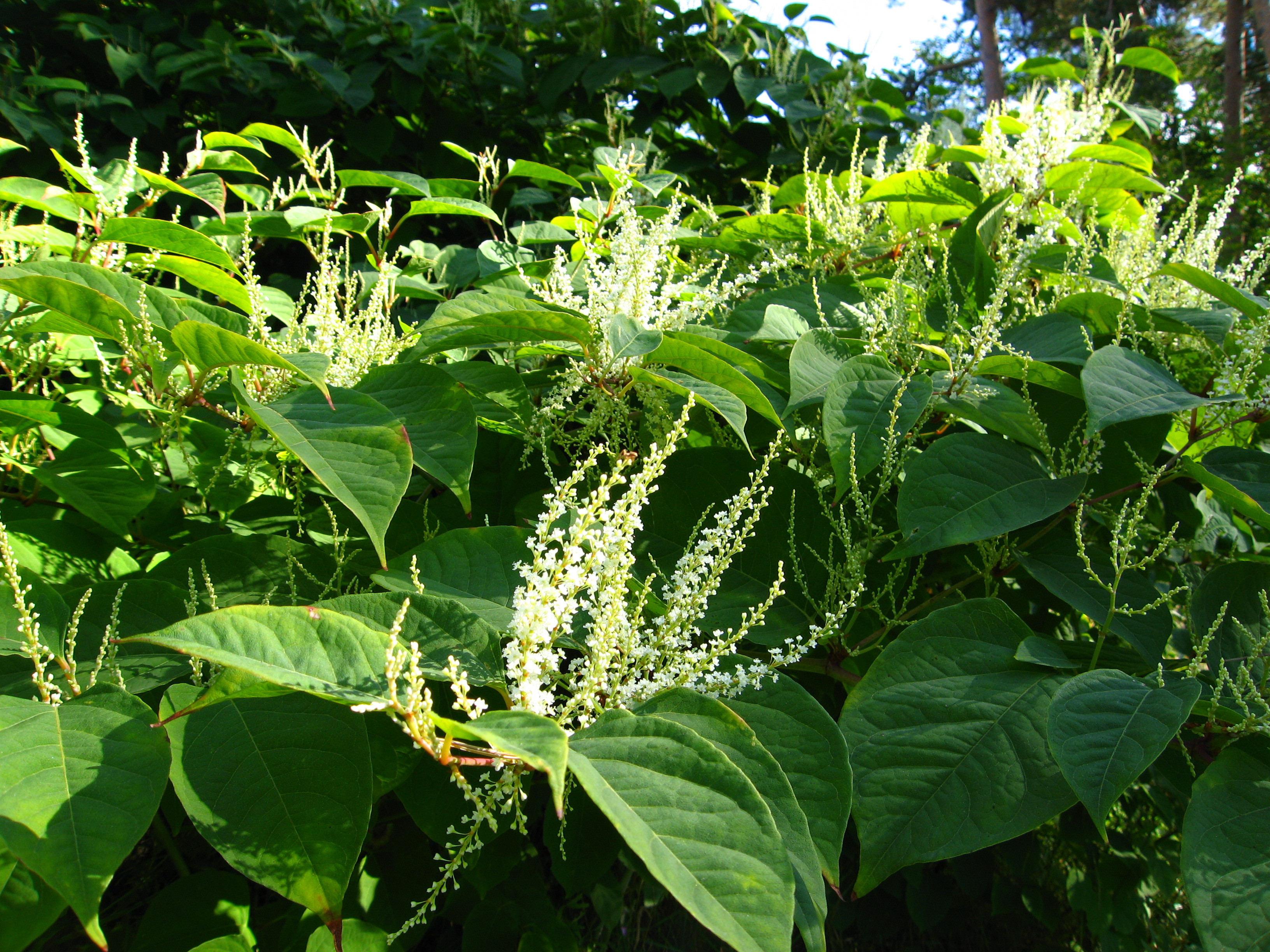 Parkslirekne i blomst. 