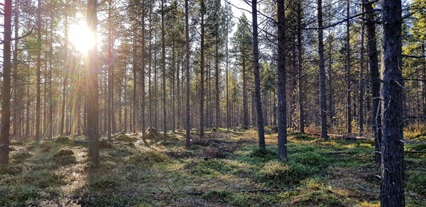 Furubestand på bonitet F11 ved Russeåsen i Pasvik. Foto: NIBIO