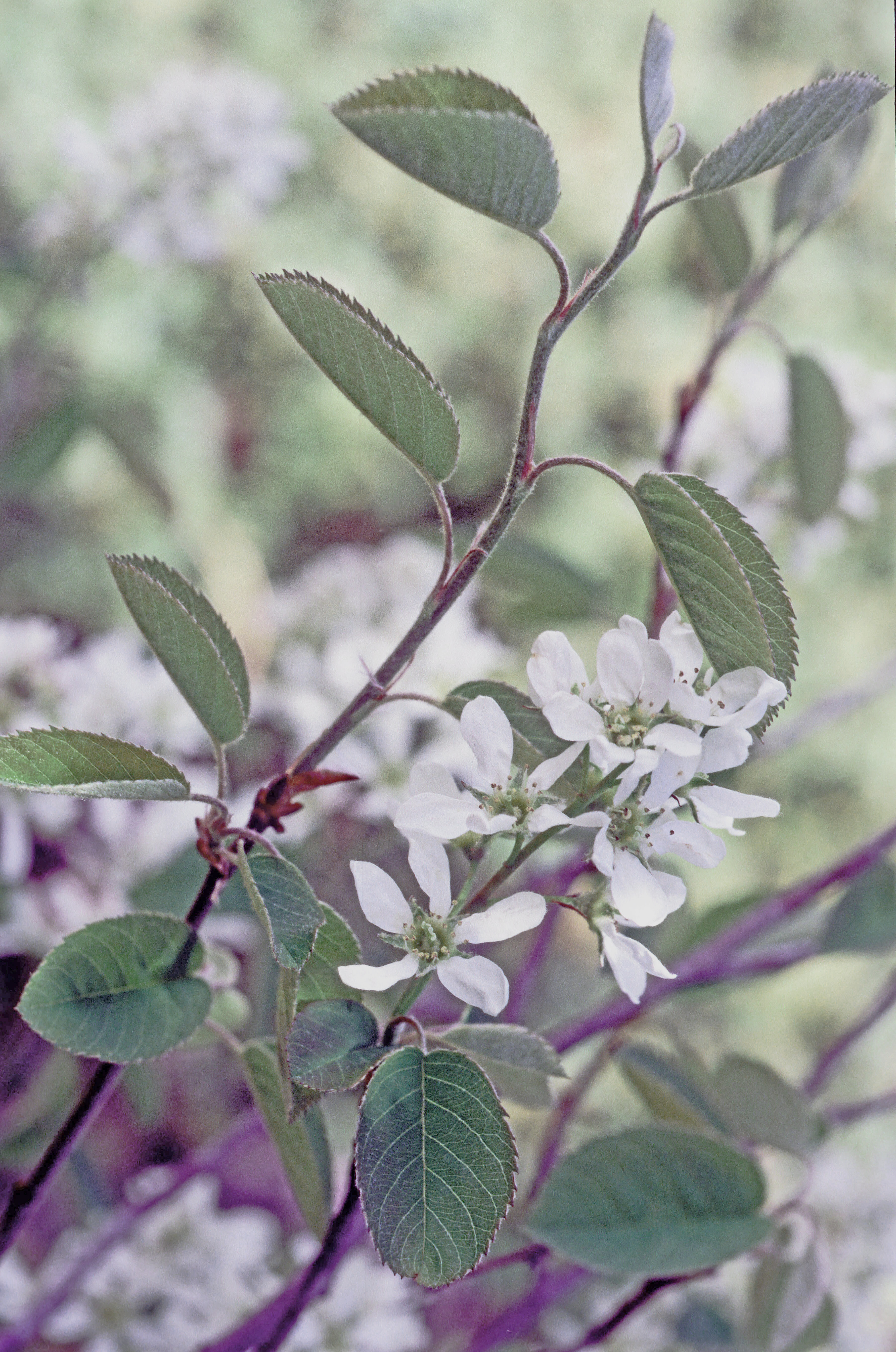 Blåhegg  i blomst