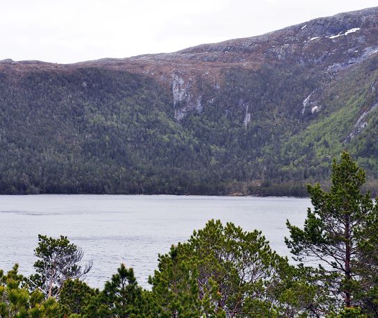 Rennsjølia