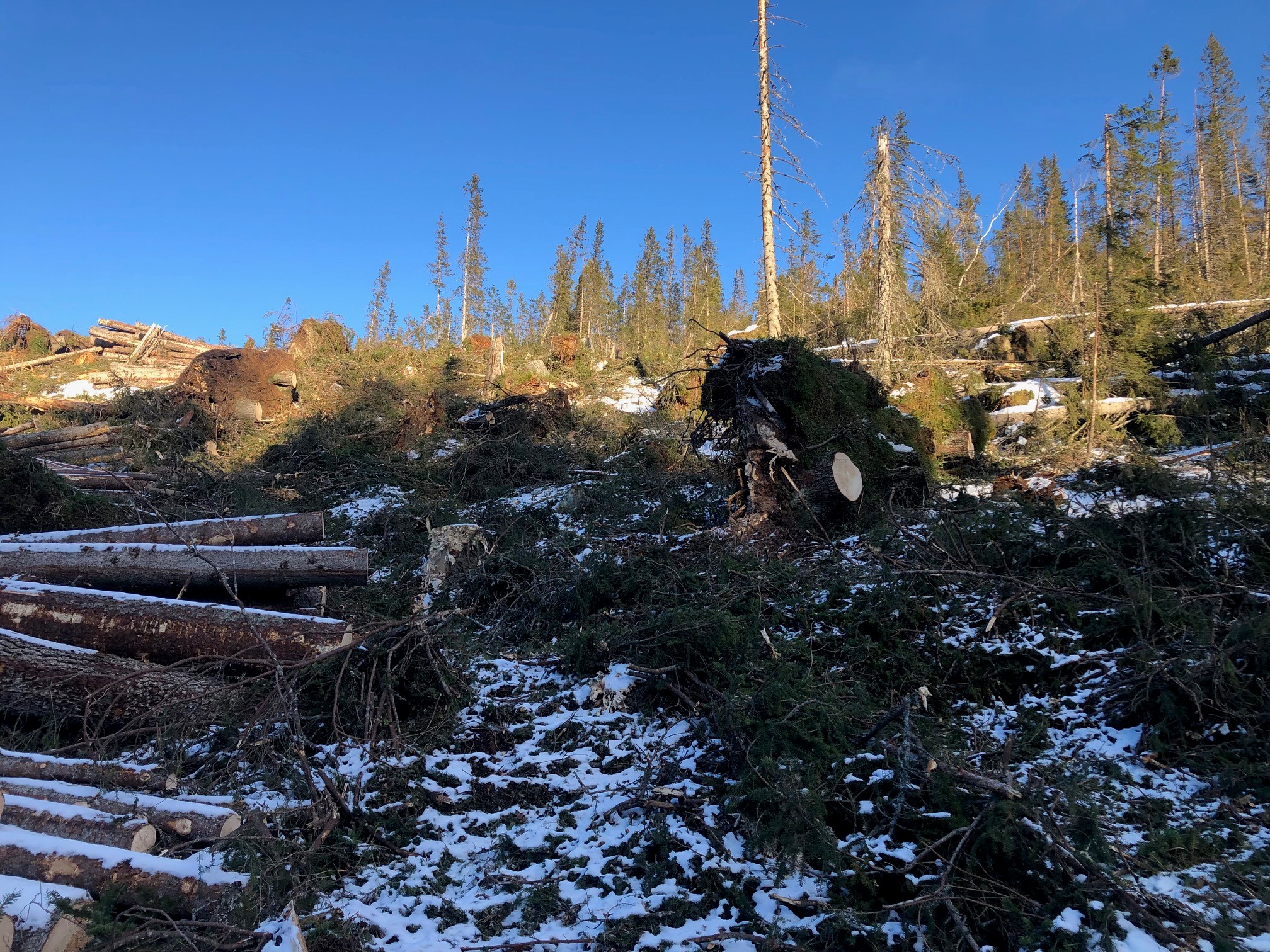Opprydding av stormfelt skog etter stormen 19. november 2021. Bildet er tatt i februar 2022.