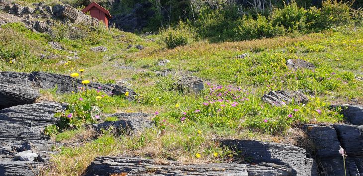 Skråning med grunnlendt kalkmark
