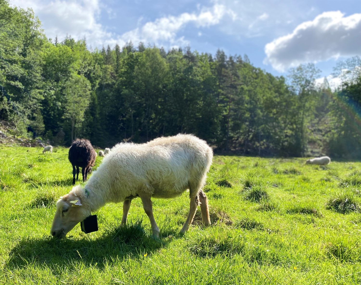 Sau med radiobjølle beitar.