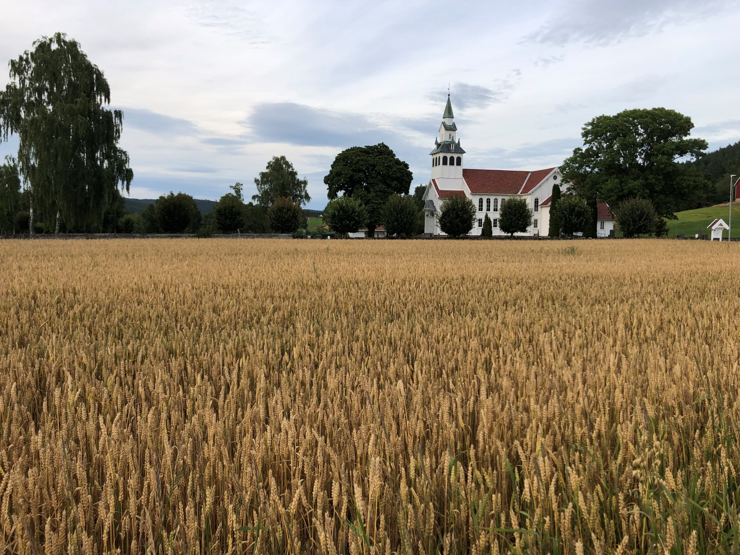 Kveiteåker ved Birkenes kirke. 