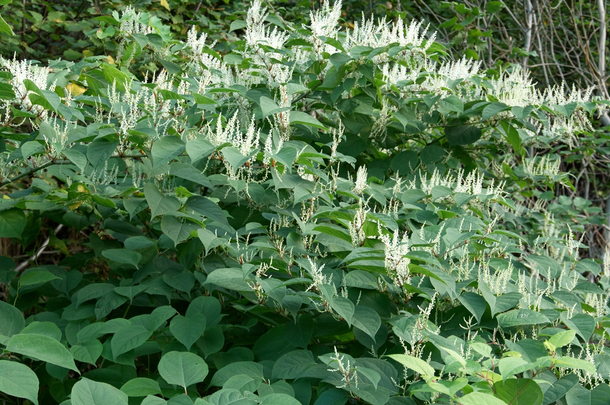 En stor forekomst av parkslirekne som blomstrer. 