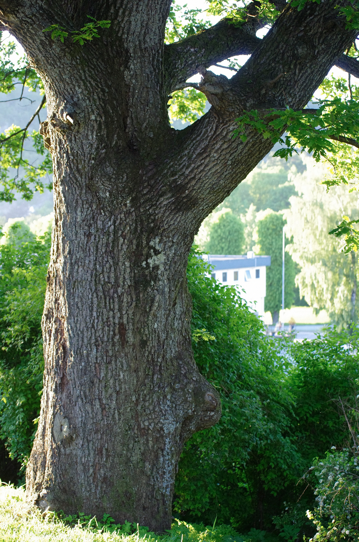 Eik, Grim kirke, Kristiansand. Foto: Pål Klevan Eik, Grim kirke, Kristiansand