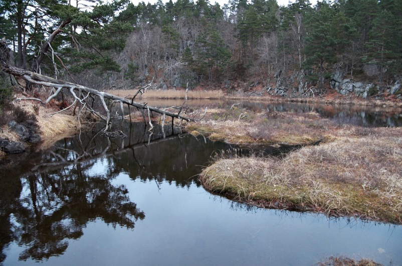 Nedre Timenes naturreservat utvides nå helt til fylkesgrensen til Aust-Agder. Foto: Pål Klevan / FMVA Fra området som foreslås som utvidelse av Nedre Timenes naturreservat.