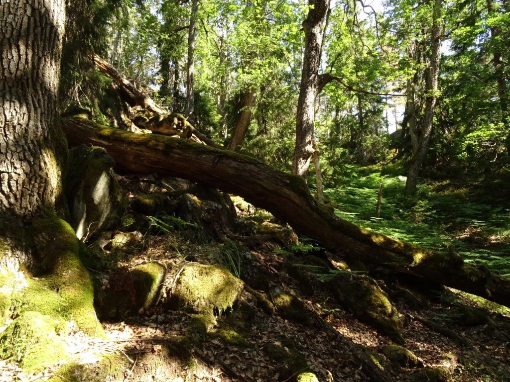 Eldre eik i Hækjenkleiv naturreservat.