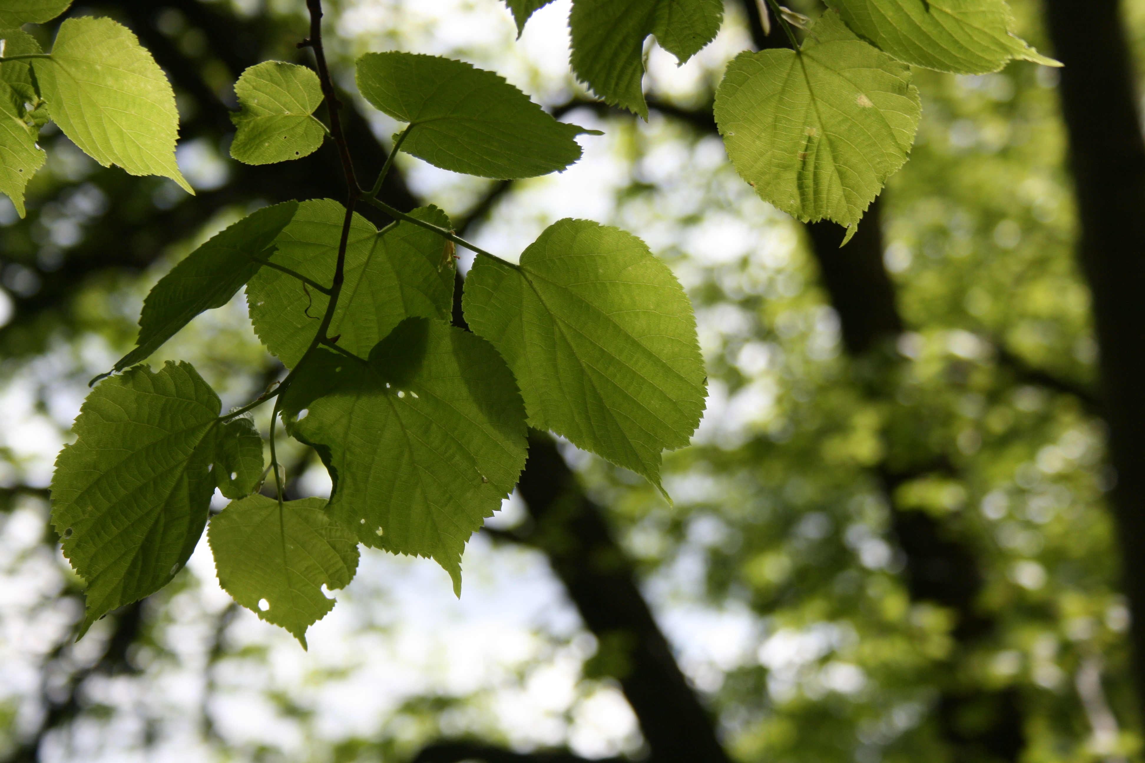 Lindeskog i Nedre Timenes naturreservat