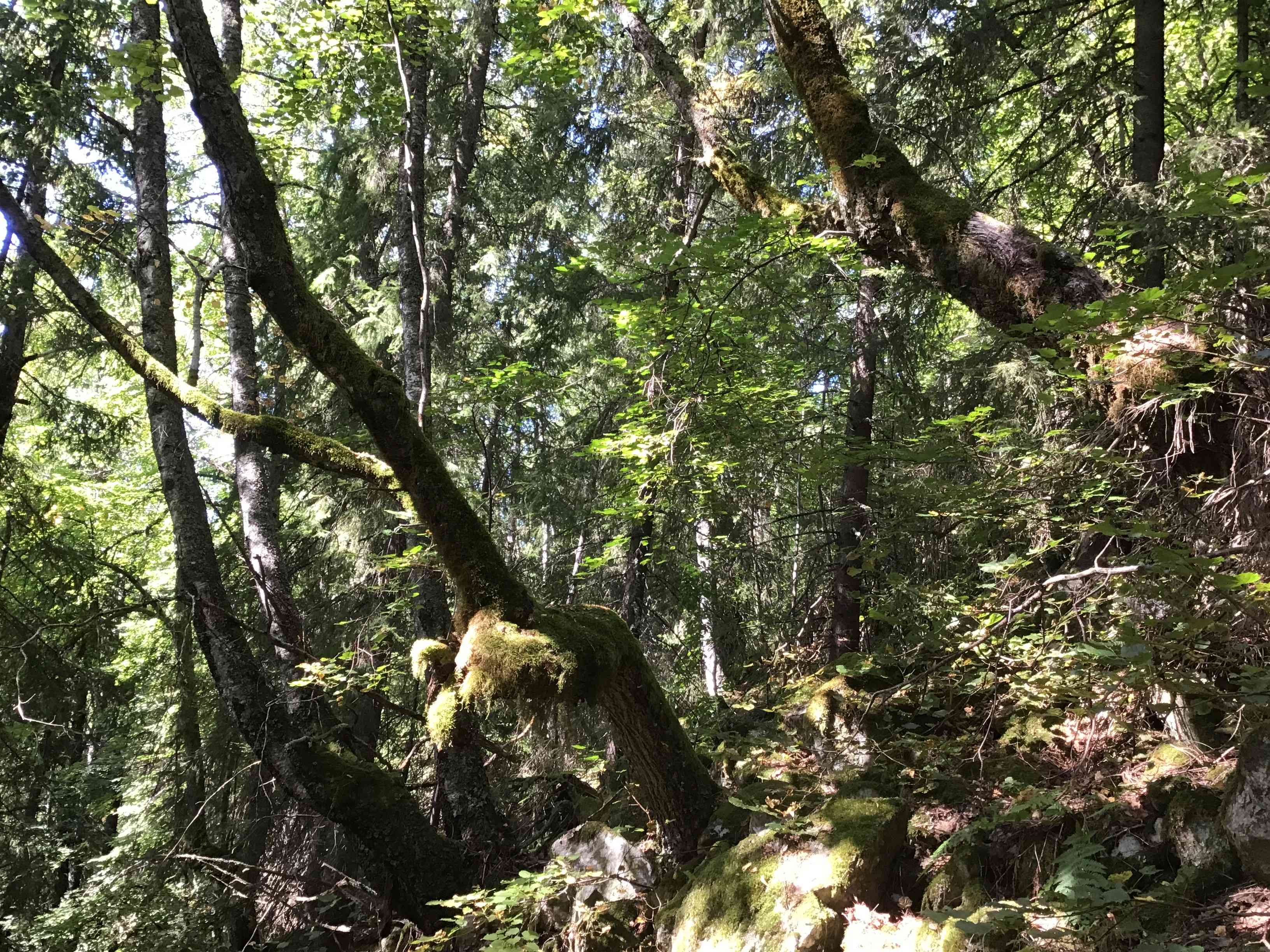 Fra området som er foreslått som Skorsfjell naturreservat