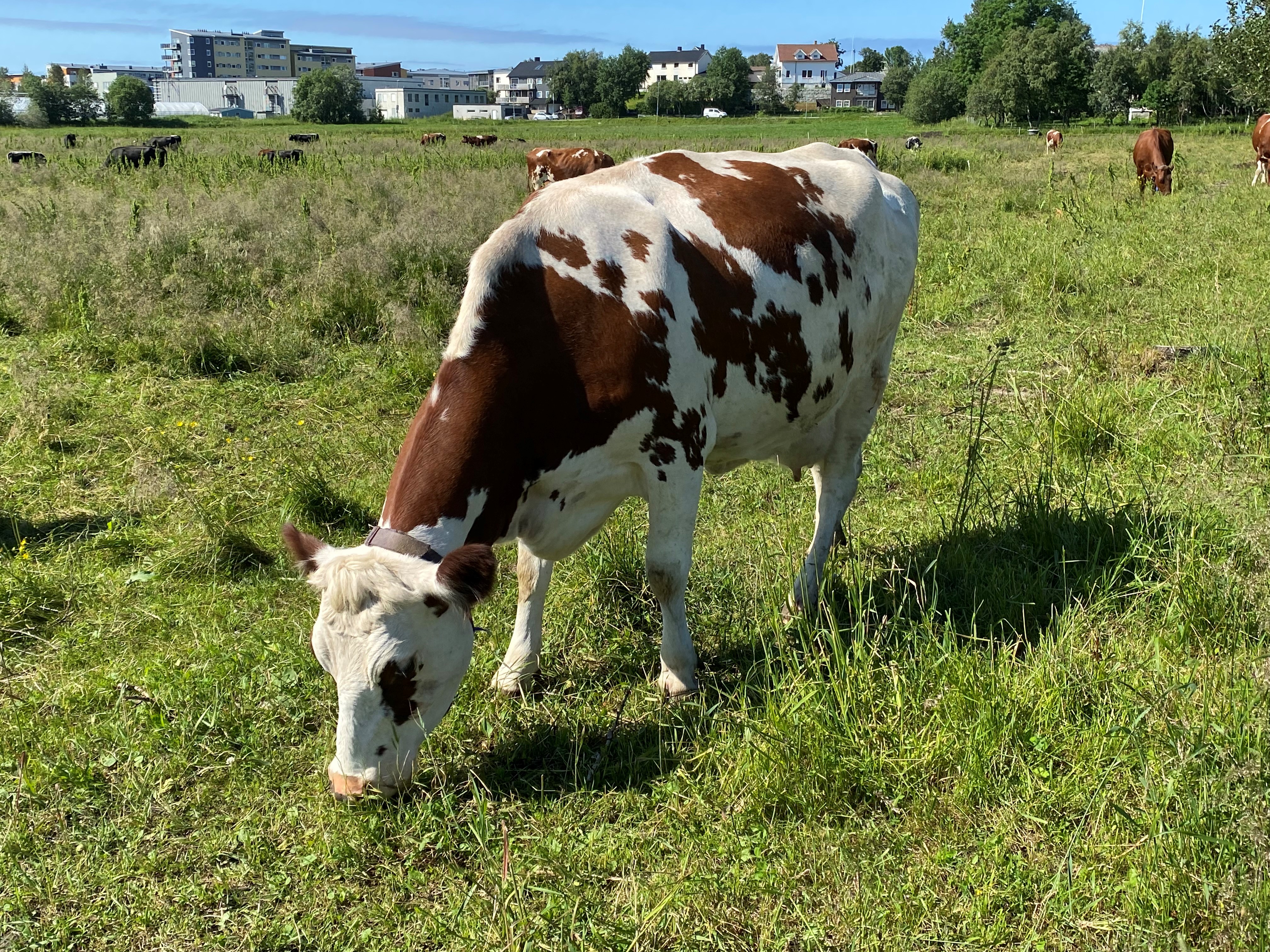 Ku på beite