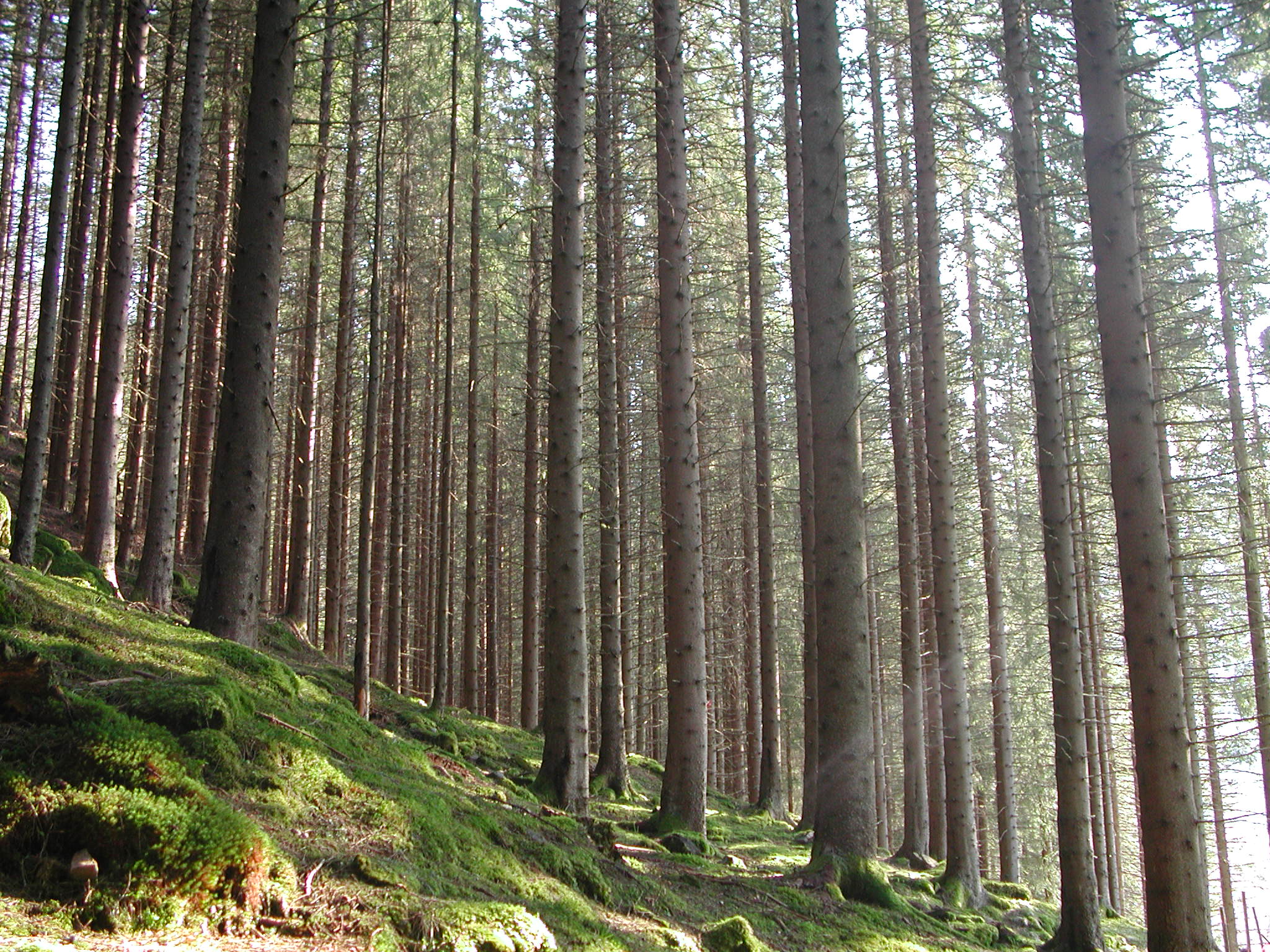 Granskog i skrånende terreng. Sola skinner inn mellom trærne.