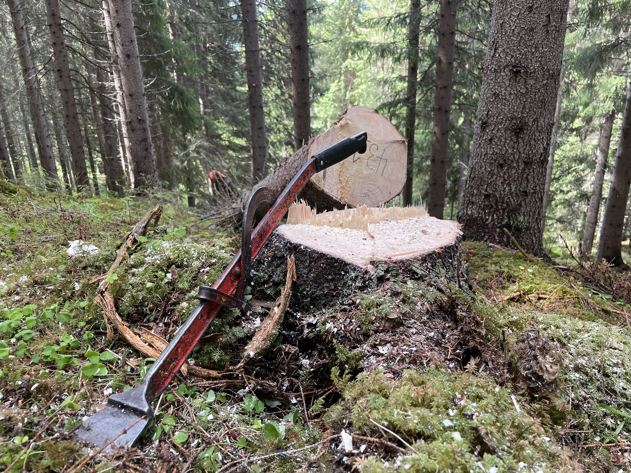 Trestubbe, fellesprett og tømmerstokk.
