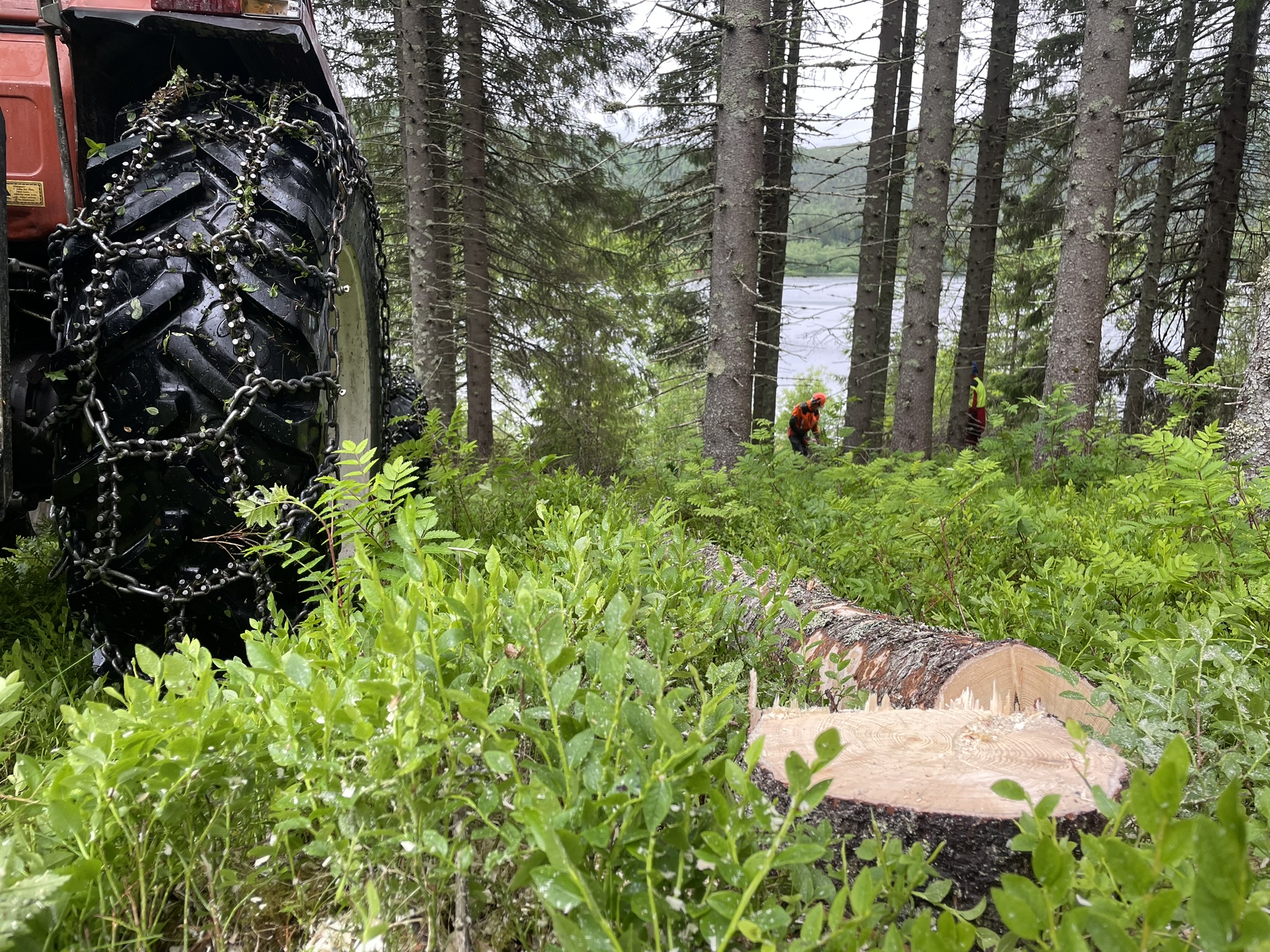 Trestubbe, traktor, skog