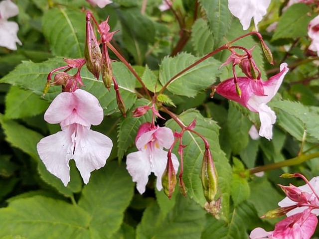 Nærbilde kjempespringfrø blomst