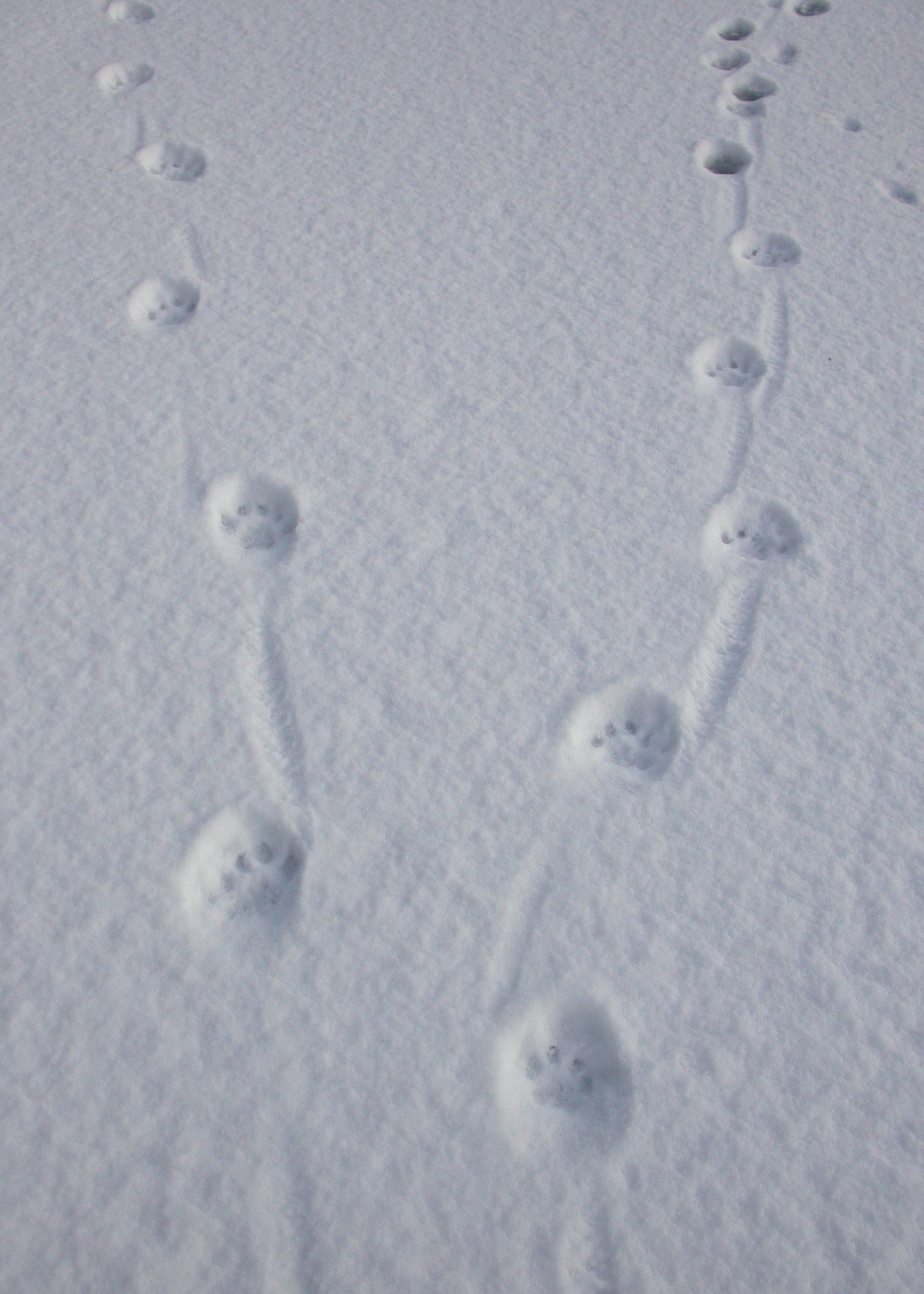 Runde spor i snøen.