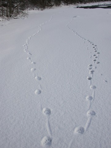 Spor etter familiegruppe av gaupe i Saltdal. Foto: SNO Spor etter familiegruppe av gaupe i Saltdal