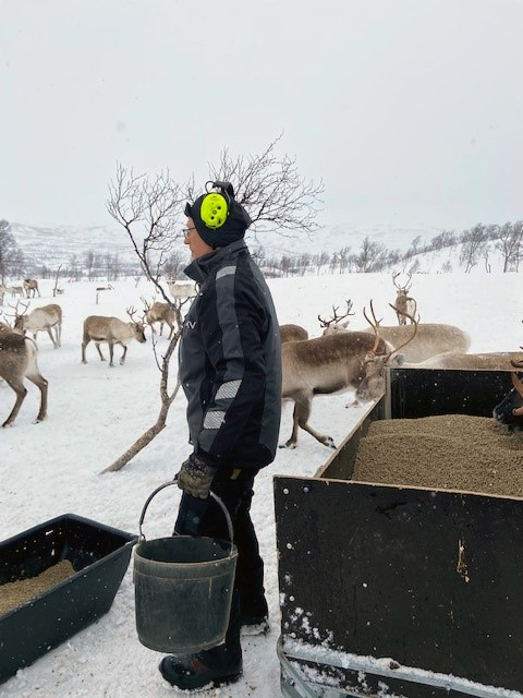 Reiner Stig Lifjell viser hvordan reinen fôres. 