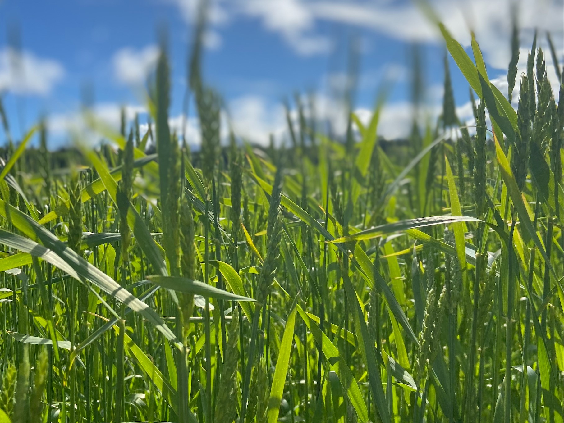 Dyrking av spelt på Sørli gård i Skjeberg