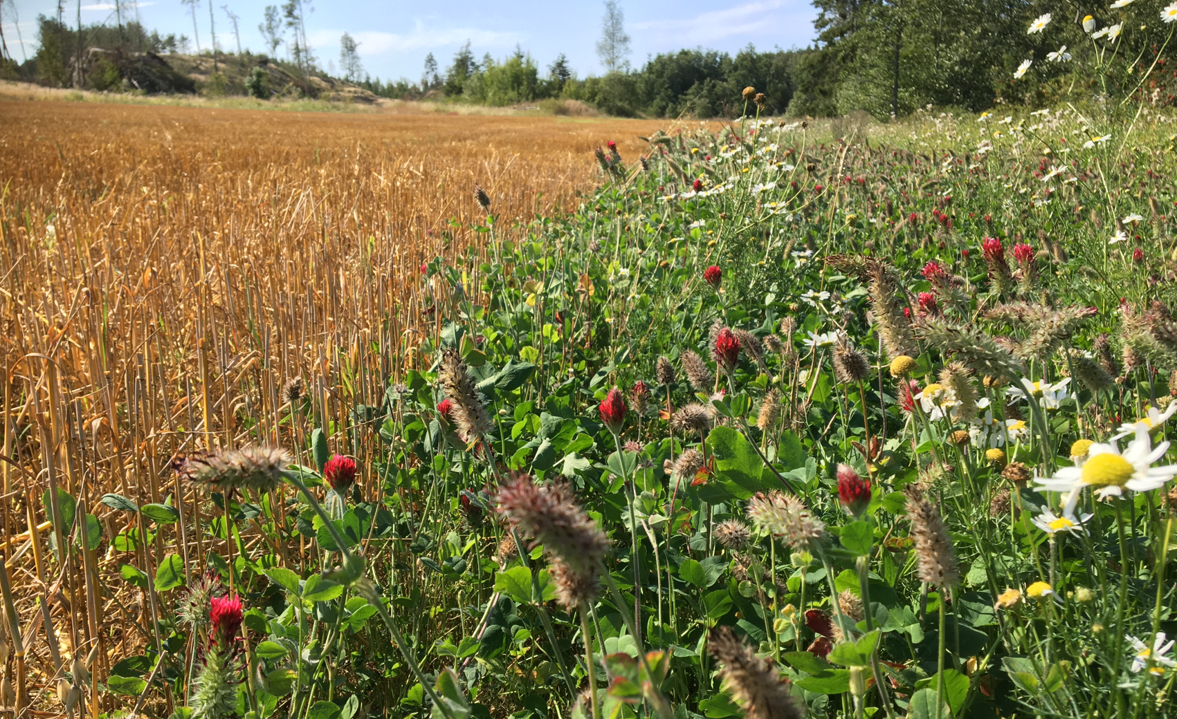 Kornåker med blomsterstripe