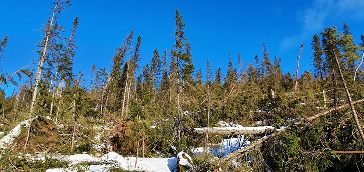 Store skader på skogen i øvre deler av Viken etter stormen 19. november 2021. Tre år senere er skogen i disse områdene ekstra utsatt for angrep av stor granbarkbille.