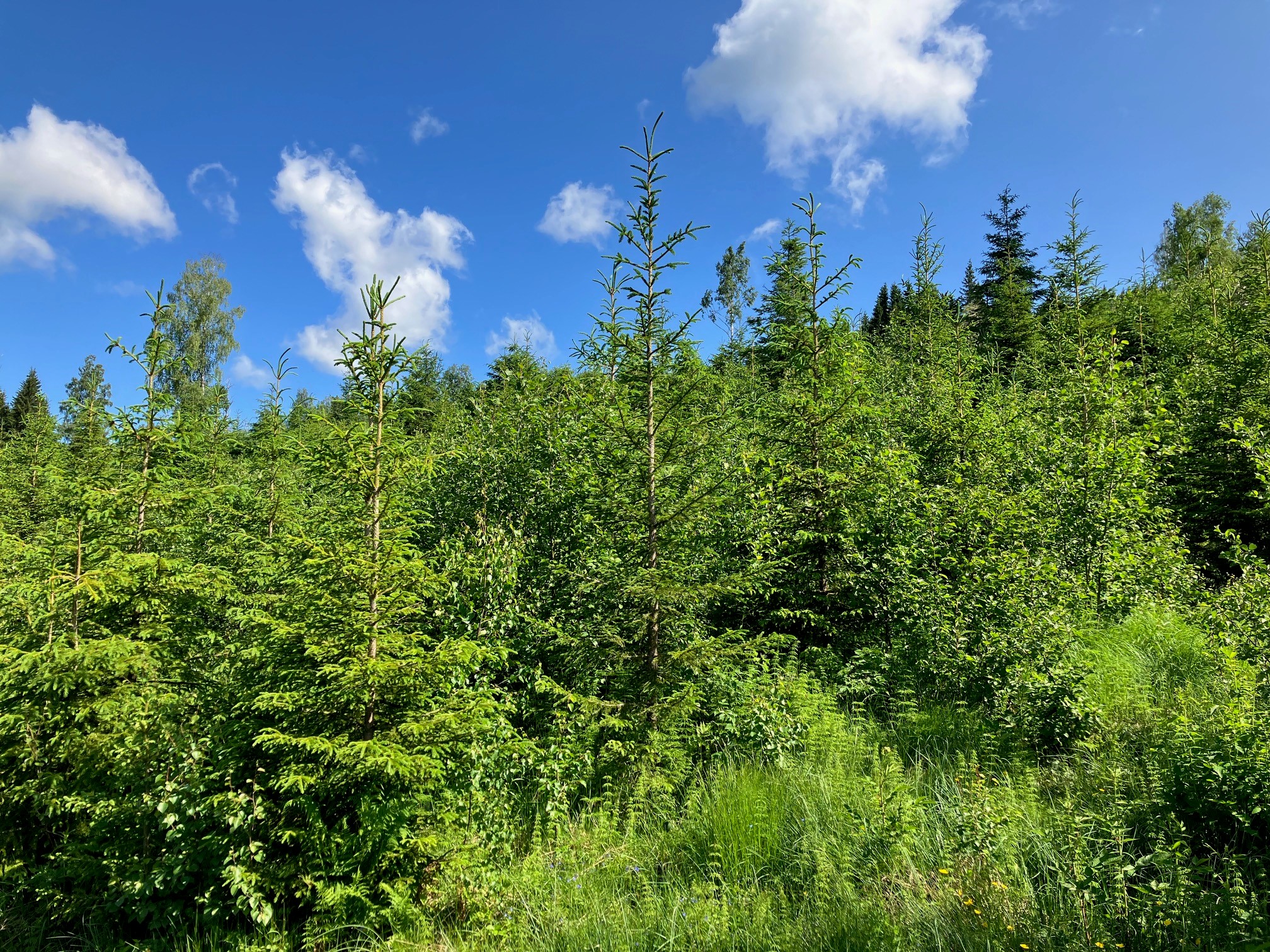 Ungskog