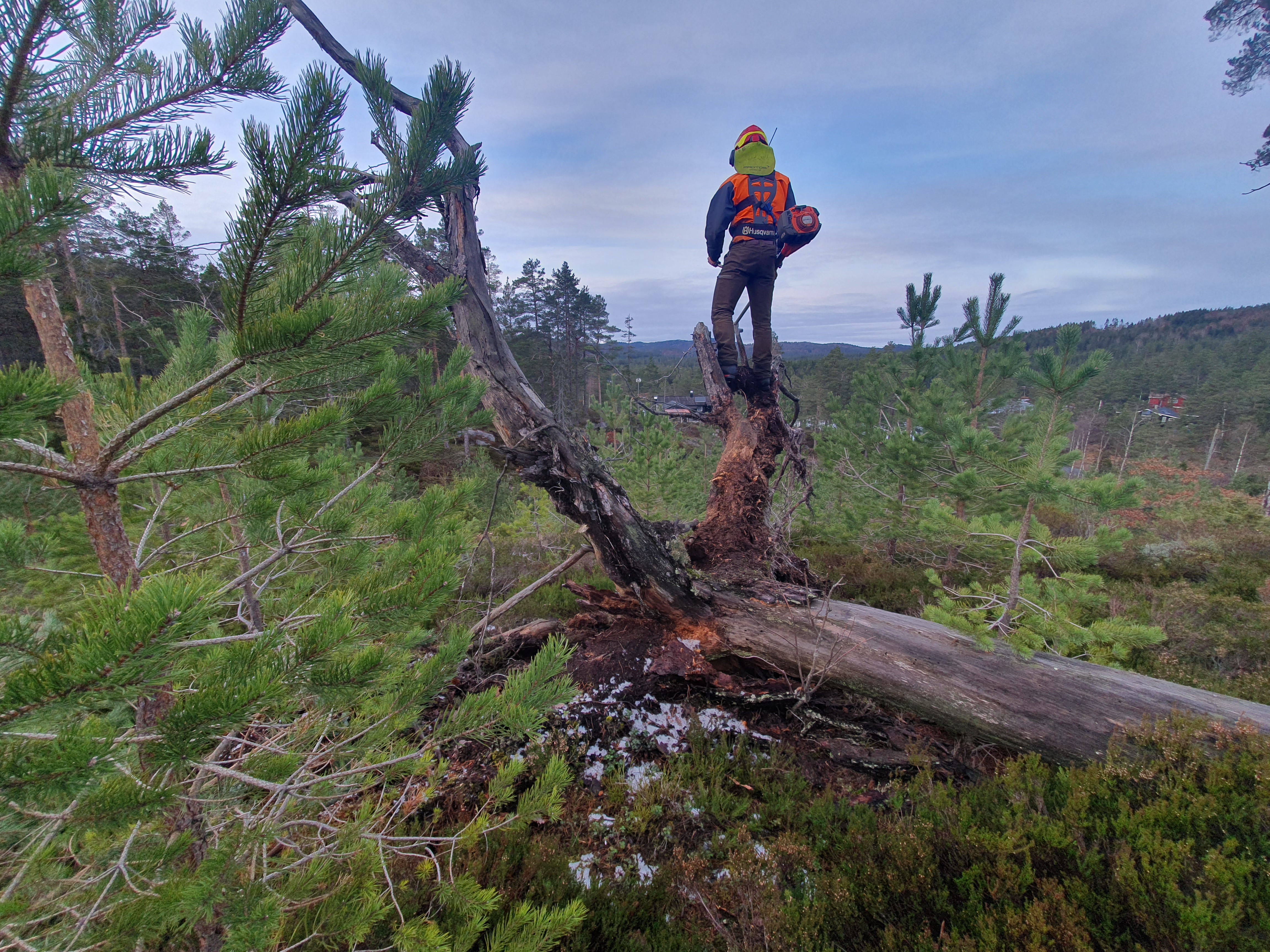 Skogsarbeider ser utover skogen der det har blitt utført ungskogpleie