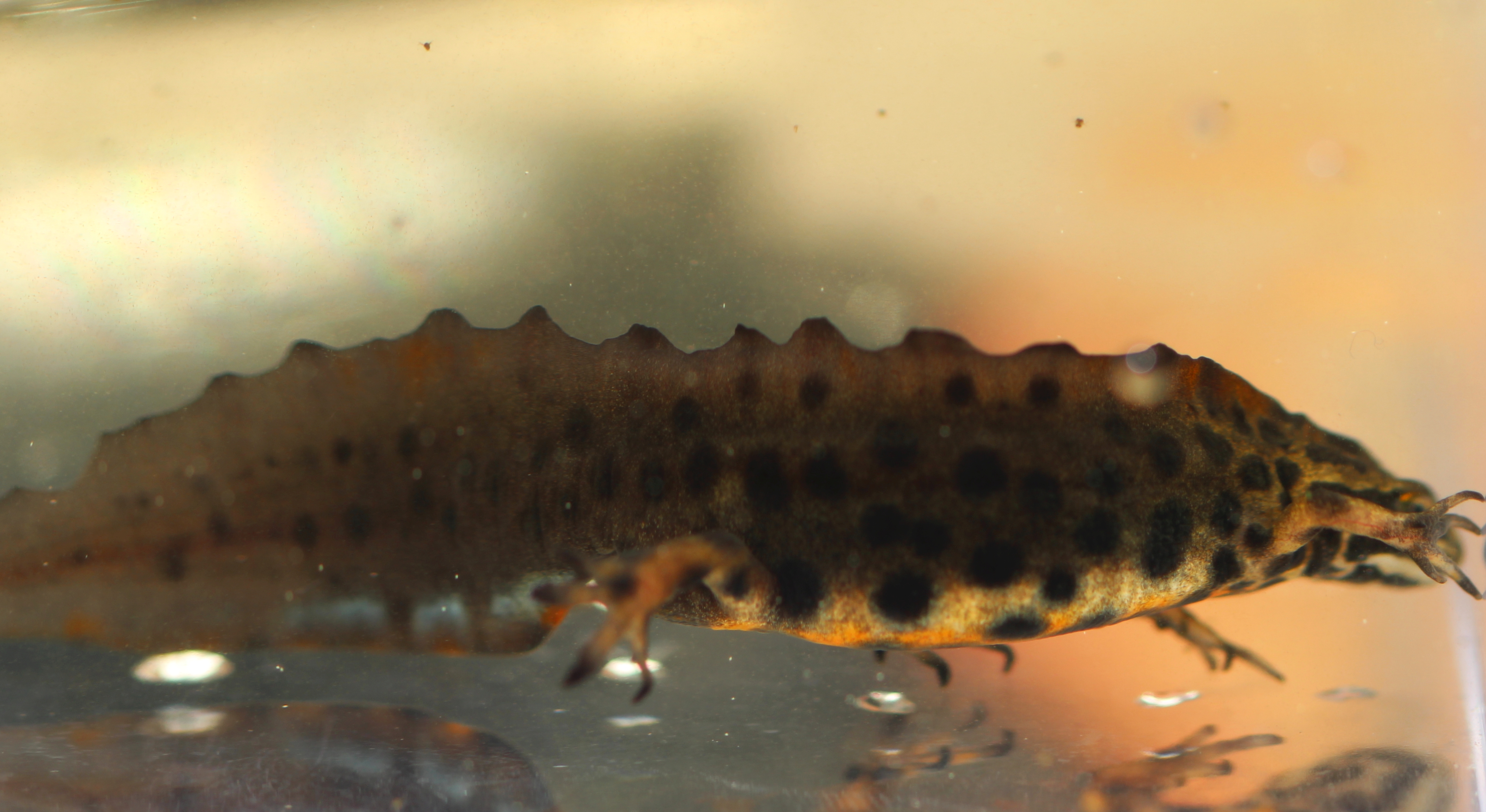 Småsalamander, Lissotriton vulgaris Småsalamander, Lissotriton vulgaris