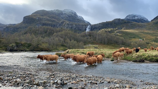 Limousin på veg heim frå fjellbeitet i Åbødalen i Sauda.