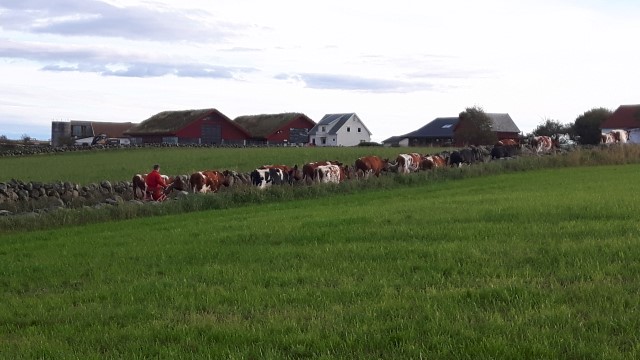 Mjølkekyr blir henta inn frå beite