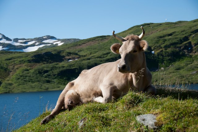 Vestlandsk fjordfe på beite