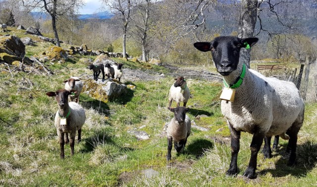 Sau på beite.