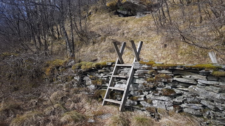 Gjerdeklyvar over steingjerde på Ombo i Stavanger kommune.