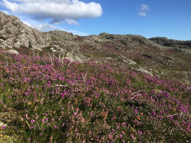 Kystlynghei på Karmøy.
