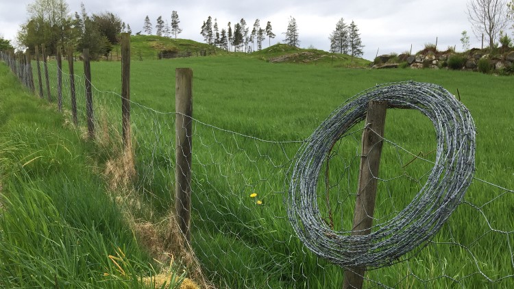 Piggtråd er rydda på Sjernarøy.