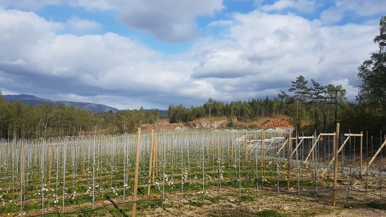 Nyplanta eplefelt på Randøy i Hjelmeland kommune. 
