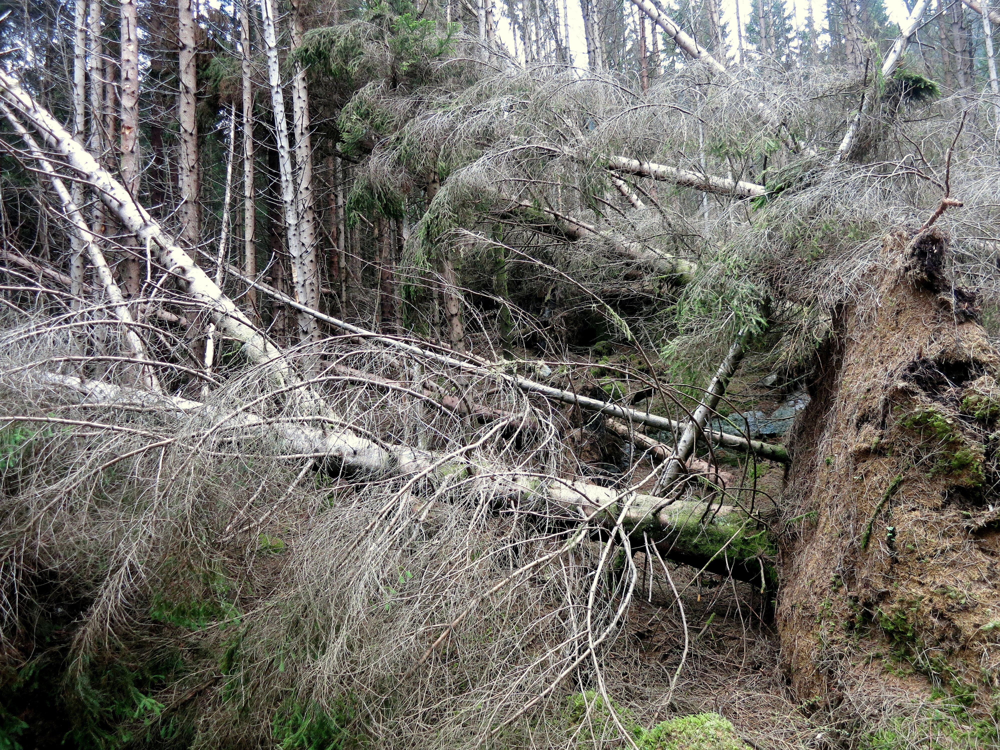 Stormfelt gran.