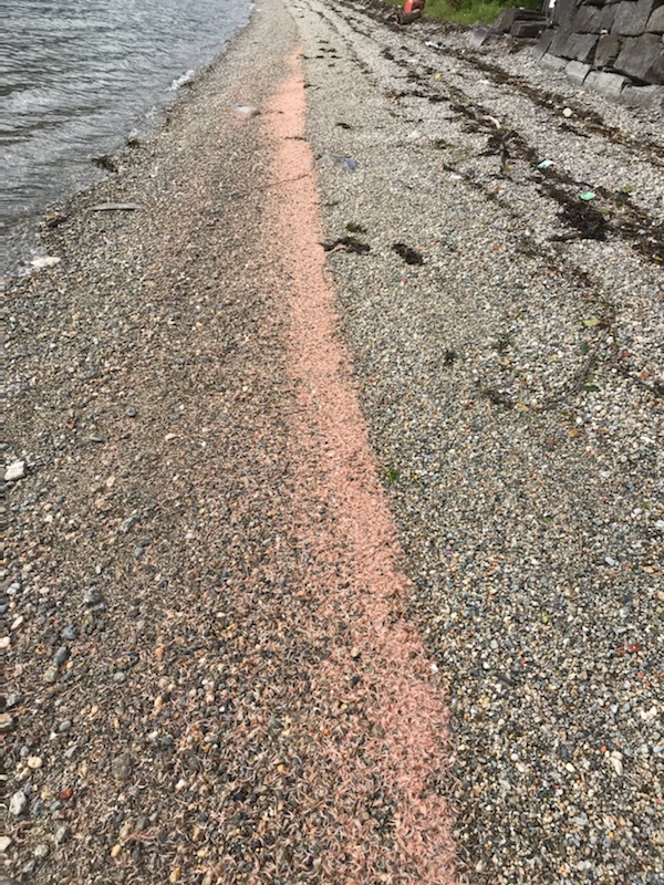 Døde krill på Askestranda