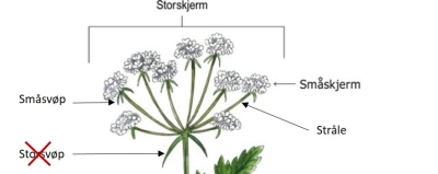Frå Helsenorge.no, generell illustrasjon av ein skjermplante Generell illustrasjon skjermplante
