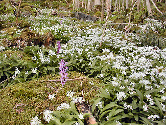Vårmarihand og ramsløk i askeskog. Foto: Per Kristian Austbø Vårmarihand og ramsløk i askeskog. Foto: Per Kristian Austbø