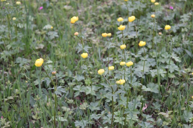 Ballblomutformet slåttemark Smalfjordsletta - Tana. Smalfjordsletta ballblomeng CAM130622.JPG