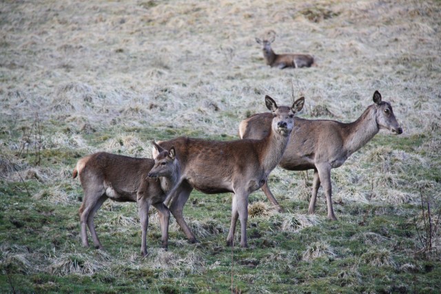 Hjort. Foto: Gunn Marit Aasen