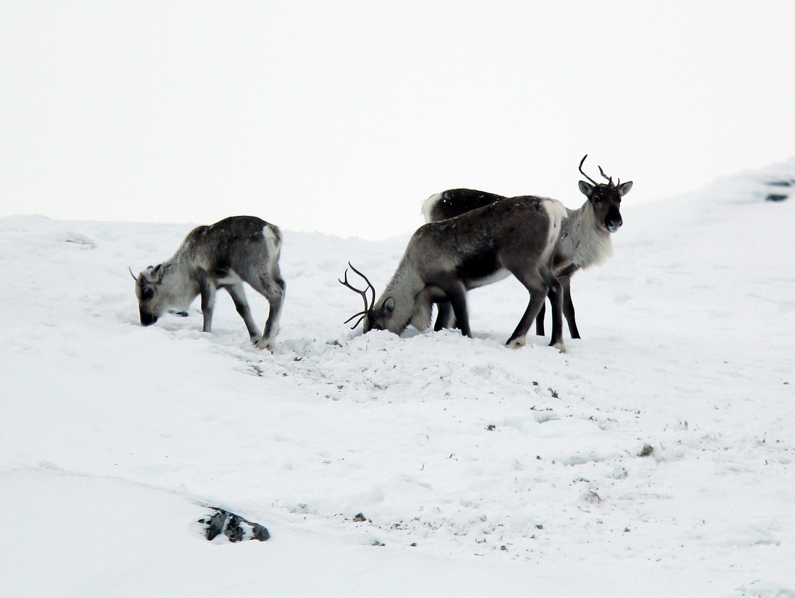 Rein på vinterbeite på Hardangervidda. Foto: Anders Mossing